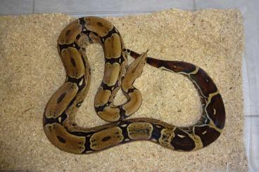 Boas kaufen und verkaufen Foto: 0.1 Boa c. constrictor Suriname/Pokigron, CB 09/2019 *Special animal*