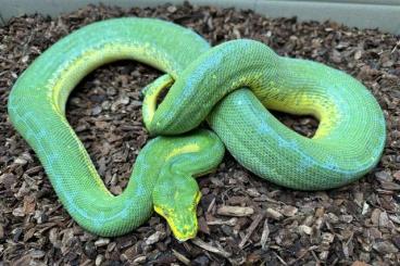 Pythons kaufen und verkaufen Photo: Adult Morelia viridis Sorong Female (0.1), CB 03/2015 Pythons kaufen und verkaufen Photo: Adult Morelia viridis Sorong Female (0.1), CB 03/2015