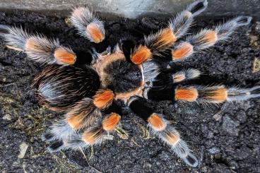 - bird spiders kaufen und verkaufen Photo: Brachypelma harmorii (ex smithi)