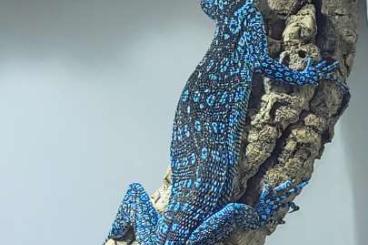 Warane kaufen und verkaufen Foto: Monitor lizards for breeding
