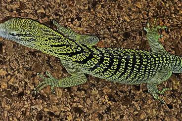 Monitor lizards kaufen und verkaufen Photo: 1,0 Varanus reisingeri CB 2018