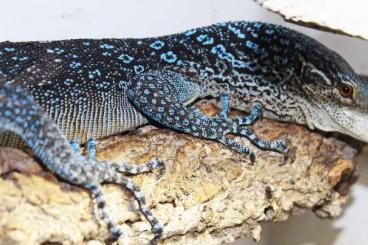 Monitor lizards kaufen und verkaufen Photo: 1,1 Varanus macraei geboren 2024 Monitor lizards kaufen und verkaufen Photo: 1,1 Varanus macraei geboren 2024