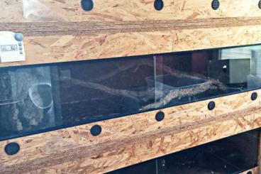 Terrarien kaufen und verkaufen Foto: 4 Stück OSB-Terrarien als Turm Terrarien kaufen und verkaufen Foto: 4 Stück OSB-Terrarien als Turm