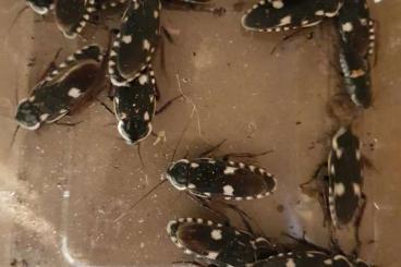 Insekten kaufen und verkaufen Foto: Biete folgende Schabenarten Insekten kaufen und verkaufen Foto: Biete folgende Schabenarten