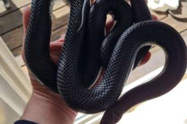 Schlangen kaufen und verkaufen Foto: Lampropeltis getula nigrita