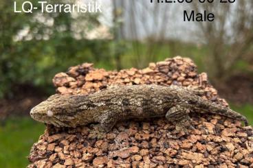 Geckos kaufen und verkaufen Foto: Rhacodactylus leachianus Mt.Koghi Friedel Line