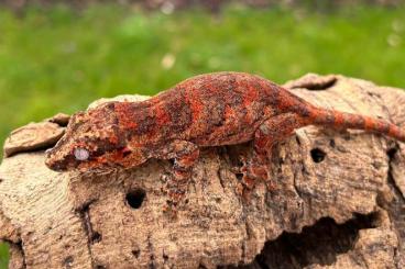 Geckos kaufen und verkaufen Foto: 4.2.1 Rhacodactylus auriculatus CB22/23