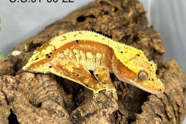Geckos kaufen und verkaufen Foto: 2.2 Correlophus ciliatus CB22