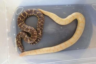 Boas kaufen und verkaufen Foto: Sandboas Eryx c. loveridgei aus 19/20