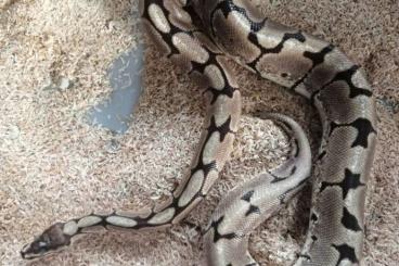 Königspythons kaufen und verkaufen Foto: 1.0 Spider und 1.0 Pastel gegen kleine Schutzgebühr Königspythons kaufen und verkaufen Foto: 1.0 Spider und 1.0 Pastel gegen kleine Schutzgebühr
