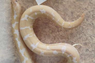 Boas kaufen und verkaufen Foto: Sandboas Eryx c. loveridgei Boas kaufen und verkaufen Foto: Sandboas Eryx c. loveridgei