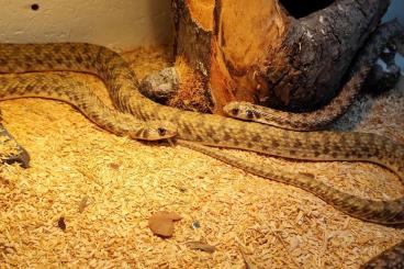 Schlangen kaufen und verkaufen Foto: Rhagerhis moilensis Moilannatter/Falsche Cobra Schlangen kaufen und verkaufen Foto: Rhagerhis moilensis Moilannatter/Falsche Cobra