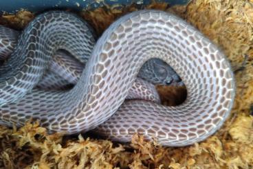 Schlangen kaufen und verkaufen Foto: Mehelya poensis Feilenschlange Schlangen kaufen und verkaufen Foto: Mehelya poensis Feilenschlange