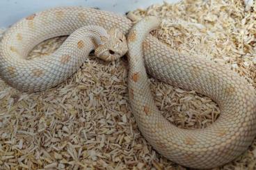 Schlangen kaufen und verkaufen Foto: 1.1 Heterodon n. nasicus adult 