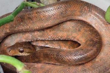 Schlangen kaufen und verkaufen Foto: 1.1 Corallus hortulanus Gartenboa Schlangen kaufen und verkaufen Foto: 1.1 Corallus hortulanus Gartenboa