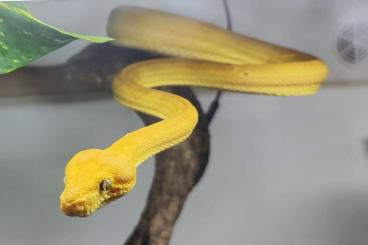 Schlangen kaufen und verkaufen Foto: 1.1 Corallus hortulanus Gartenboa Schlangen kaufen und verkaufen Foto: 1.1 Corallus hortulanus Gartenboa