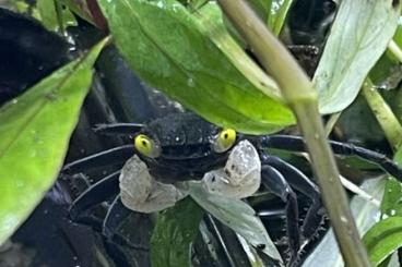 Krebstiere terrestrisch kaufen und verkaufen Photo: Verschiedene Krabben, Geosesarma, Lepidothelphusa, Vampirkrabbe Krebstiere terrestrisch kaufen und verkaufen Photo: Verschiedene Krabben, Geosesarma, Lepidothelphusa, Vampirkrabbe