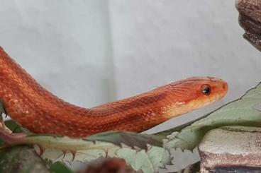 Colubrids kaufen und verkaufen Photo: Dione elaphe female gesucht rot wladiwostok Colubrids kaufen und verkaufen Photo: Dione elaphe female gesucht rot wladiwostok