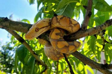 Schlangen kaufen und verkaufen Foto: Male Python reticulatus orange glow