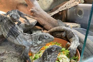 Lizards kaufen und verkaufen Photo: Ctenosaura pelearis for salle