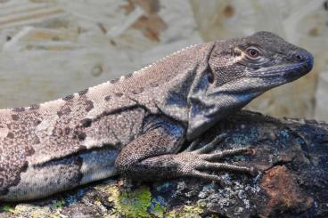 Lizards kaufen und verkaufen Photo: Ctenosaura similes for sale