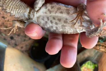 Lizards kaufen und verkaufen Photo: Ctenosaura defensor,Ctenosaura flavidorsalis