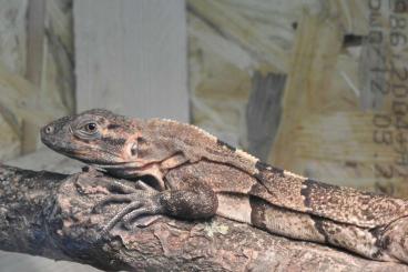 Echsen  kaufen und verkaufen Foto: for salle Ctenosaura similis