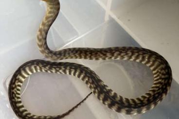 Pythons kaufen und verkaufen Foto: Woma Python - Aspidites ramsayi Pythons kaufen und verkaufen Foto: Woma Python - Aspidites ramsayi