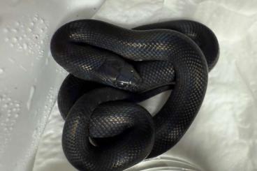 Colubrids kaufen und verkaufen Photo: Lampropeltis nigrita von 2025 Colubrids kaufen und verkaufen Photo: Lampropeltis nigrita von 2025
