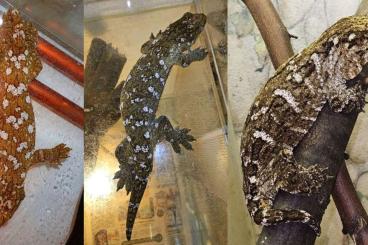 Lizards kaufen und verkaufen Photo: geckos for Hamm expo in March