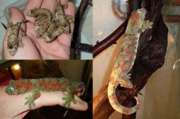 Geckos kaufen und verkaufen Foto: I have following Rhacos available: