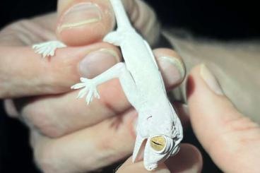 Geckos kaufen und verkaufen Photo: Hemidactylus lemurinus Geckos kaufen und verkaufen Photo: Hemidactylus lemurinus
