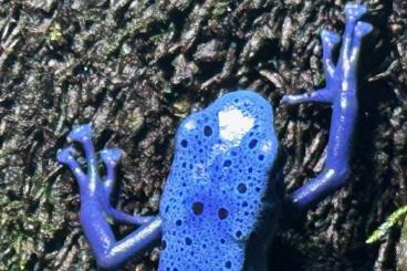 Poison dart frogs kaufen und verkaufen Photo: Dendrobates tinctorius azureus 1.0