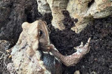 Frösche kaufen und verkaufen Foto: Suche Bufo Japonicus Weibchen oder Jungtiere. Frösche kaufen und verkaufen Foto: Suche Bufo Japonicus Weibchen oder Jungtiere.