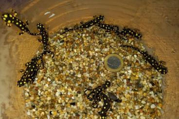 newts and salamanders kaufen und verkaufen Photo: Neurergus crocatus - Urmia-Molch