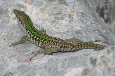 other lizards kaufen und verkaufen Photo: Ruineneidechsen (Podarcis sicula sicula)