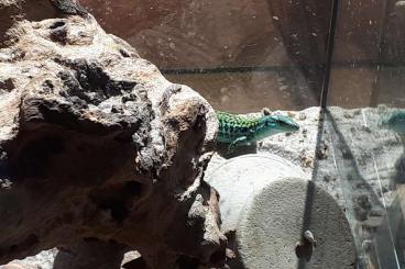 andere Echsen kaufen und verkaufen Foto: Podarcis muralis nigriventris u. maculiventris, Podarcis sic. klemmeri andere Echsen kaufen und verkaufen Foto: Podarcis muralis nigriventris u. maculiventris, Podarcis sic. klemmeri