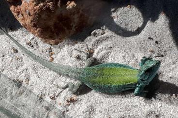 andere Echsen kaufen und verkaufen Foto: Podarcis muralis nigriventris u. maculiventris, Podarcis sic. klemmeri andere Echsen kaufen und verkaufen Foto: Podarcis muralis nigriventris u. maculiventris, Podarcis sic. klemmeri