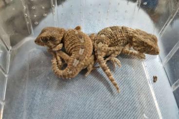 Geckos kaufen und verkaufen Foto: Geckos for Hamm                                               
