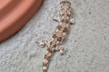 Geckos kaufen und verkaufen Foto: Geckos for Hamm                                               