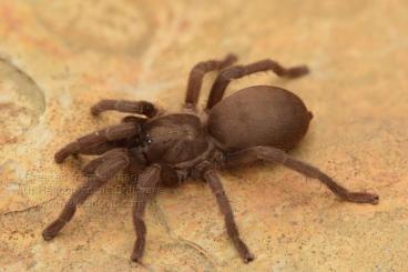 Spiders and Scorpions kaufen und verkaufen Photo: For handover in Hamm, no shipping