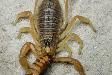 Skorpione kaufen und verkaufen Foto: Scorpions for Hamm 09.09.2023