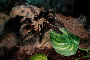 - bird spiders kaufen und verkaufen Photo: Vogelspinnen zum Verkauf.