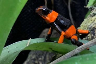 Pfeilgiftfrösche kaufen und verkaufen Foto: Verkaufe oder tausche Lehmanni rot 0.0.4 Pfeilgiftfrösche kaufen und verkaufen Foto: Verkaufe oder tausche Lehmanni rot 0.0.4