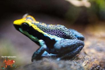Poison dart frogs kaufen und verkaufen Photo: Ameerega Pepperi Abiseo Zuchtgruppe 