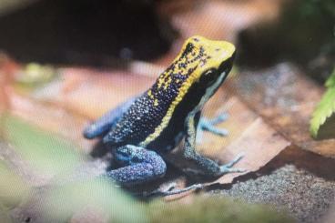 Poison dart frogs kaufen und verkaufen Photo: Ameerega Pepperi Abiseo MHF