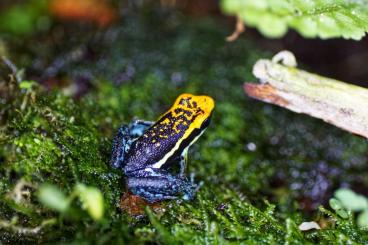 Poison dart frogs kaufen und verkaufen Photo: Ameerega Pepperi Abiseo NZ