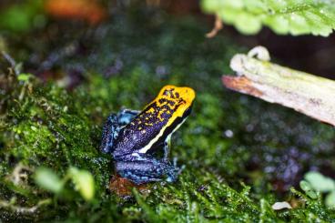 Poison dart frogs kaufen und verkaufen Photo: Ameerega Pepperi Abiseo Gruppe