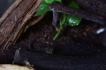 Skinks kaufen und verkaufen Photo: Rotaugen/Weissaugenbuschkrokodile zu verkaufen Skinks kaufen und verkaufen Photo: Rotaugen/Weissaugenbuschkrokodile zu verkaufen