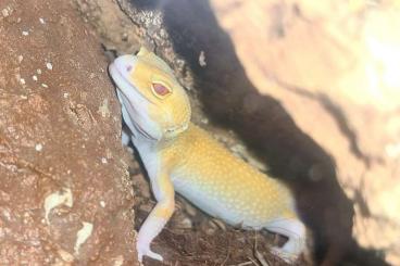 Geckos kaufen und verkaufen Foto: EIN SÜßER LEOPARDGECKO WY RAPTOR